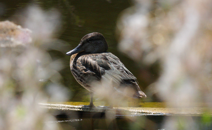 Interior British Columbia 2009