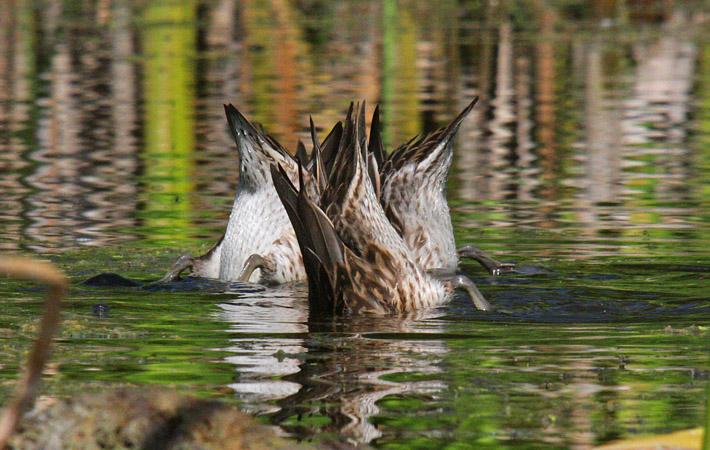 Interior British Columbia 2009